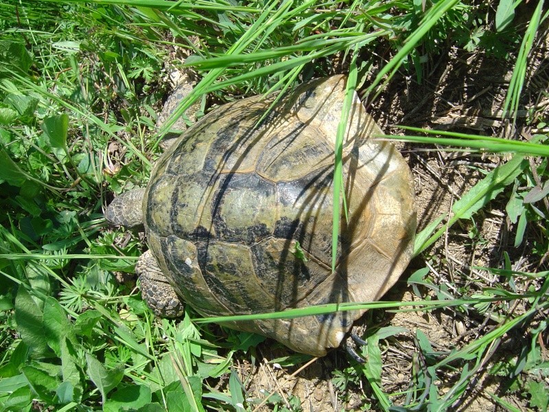 TESTUDO BOETTGERI AU KOSOVO Dsc07612