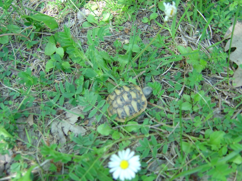 TESTUDO BOETTGERI AU KOSOVO Dsc07618