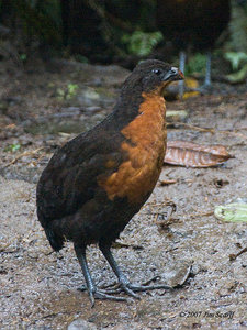 Fotografias de várias espécies do género Odontophorus 21253310