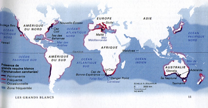 Carte de présence de requin blanc dans le monde Carteg10