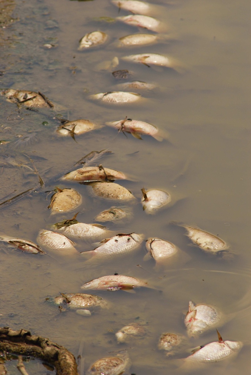 Vidange du Barrage de la Rouvière sur le crieulon : mortalité piscicole importante Dsc_0211