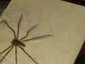 Maybe brown recluse?? HELP! Spider15