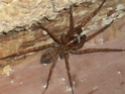 Maybe brown recluse?? HELP! Spider18