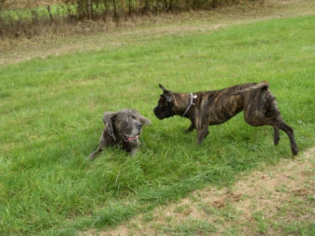 Quand deux cane se rencontrent ............. (photos) Sdc10212