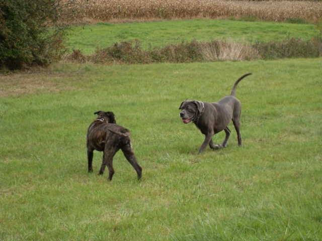 Quand deux cane se rencontrent ............. (photos) Sdc10214