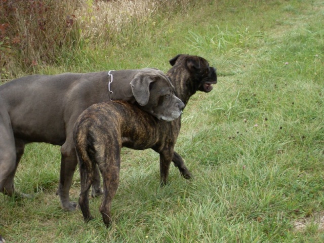 Quand deux cane se rencontrent ............. (photos) Sdc10219