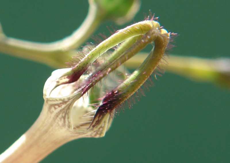 Ceropegia linearis woodii Dsc03022