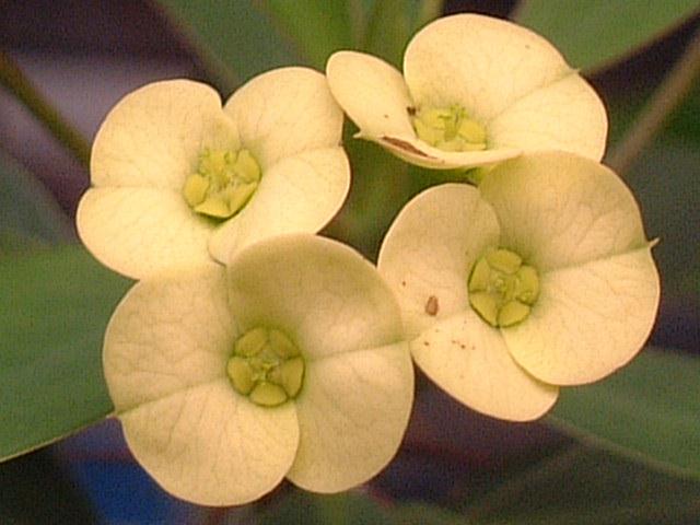 Les micros fleurs des Euphorbia ! + Quelque identification Euphor11
