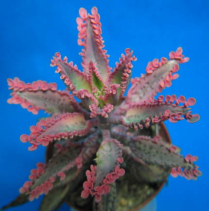 Kalanchoe sans nom ! Kalanc11