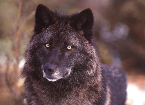 les plus belles photos de loups 6a00d810