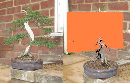 Chinese Elm - help required please!! Elm_1111