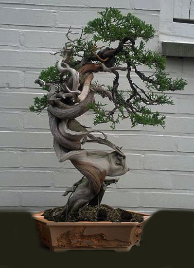 juniperus thurifera yamadori - Page 2 Jtpot211