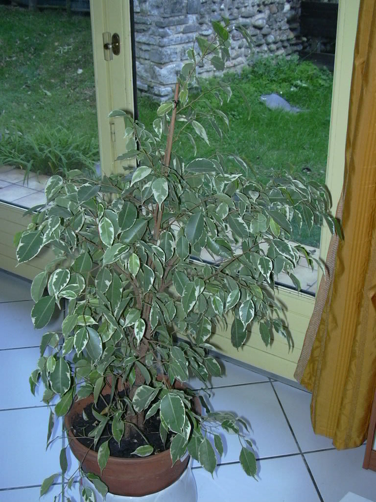Probleme avec mon Ficus Dscn0029