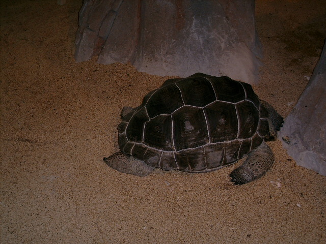 tortue de nausicaa a boulogne sur mer 0_01710