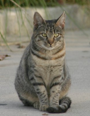 Animalerie Tabby_10