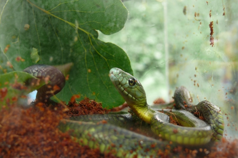 Dendroaspis jamesoni kaimosae Juveni12