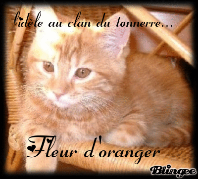 fleur d'oranger 47227513