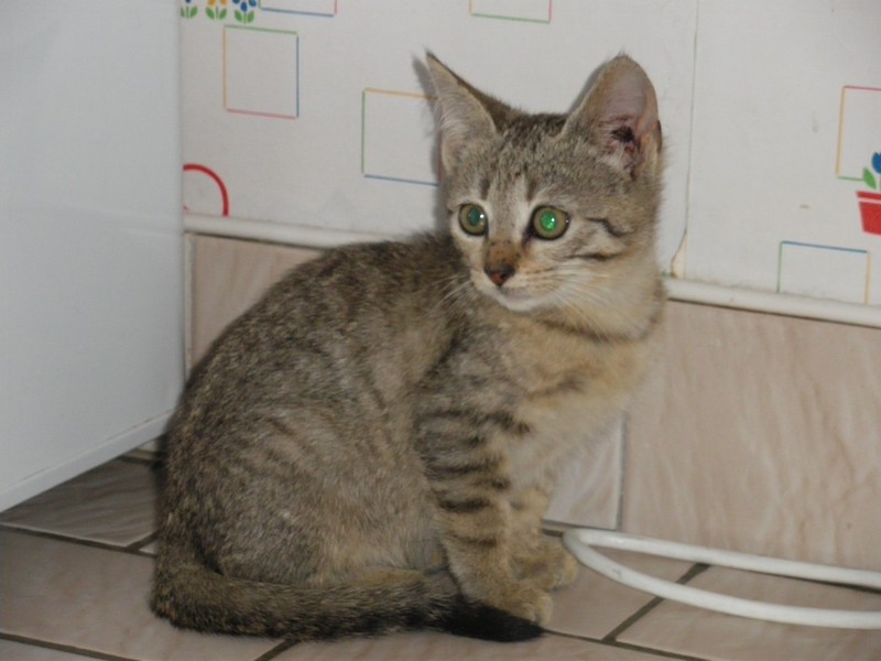 Bastet, chaton de 2 mois (?), récupérée le 26/10/2009 Bastet12