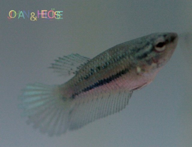 [vend] Femelles betta splendens (combattant) Photo17