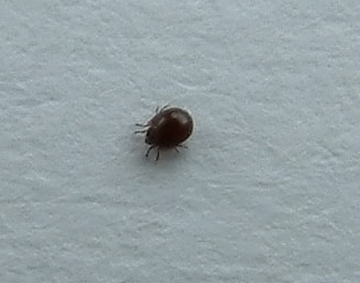 Help with unknown pest Pestmi10