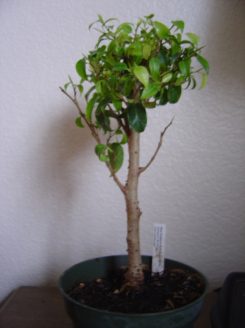 Repotting a nursery Ficus Benjamina Bonsai12