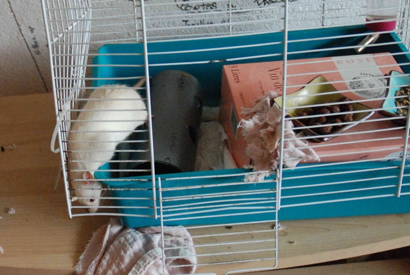 ADOPTION REALISEE var(83) 1 rat femelle 6 mois (siamois) Rat311