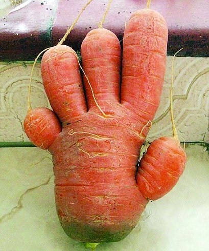 جزرة على شكل يد بشرية بخمس أصابع Carrot10