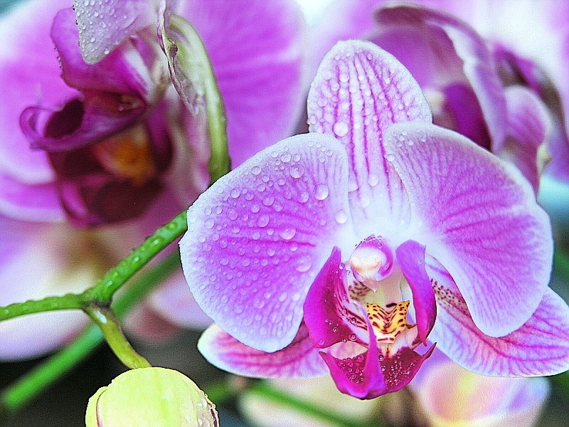 Photos du concours de JUILLET - AOUT pour les VOTES Orchid10