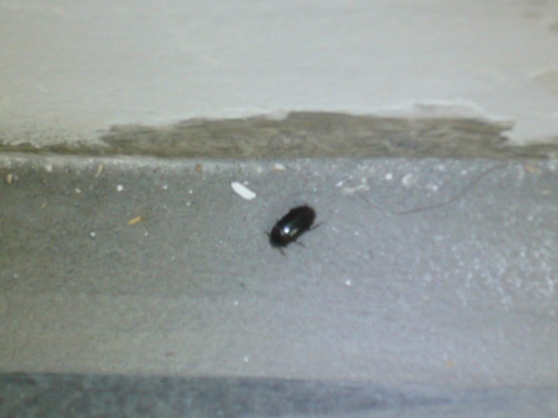 Mini Insecte Noir Maison Ventana Blog