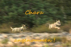 Iye - Weil ich anders bin ... Chara_10