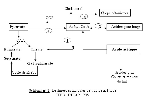 COURS DE NUTRITION ANIMALE DEUXIEME ANNEE (Par DR MEZIANE TOUFIK) T1610