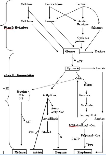 COURS DE NUTRITION ANIMALE DEUXIEME ANNEE (Par DR MEZIANE TOUFIK) T610