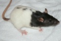 Donne rats males et femelles Dsc05211