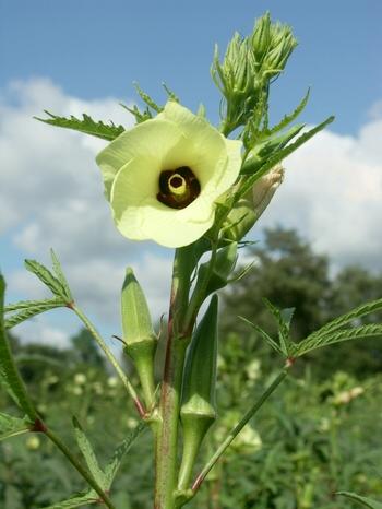 Les plantes médicinales et autres( lettre A)1 A_gomb10