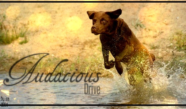 Audacious Drive = chiens HARD (nn fini) Audaci10