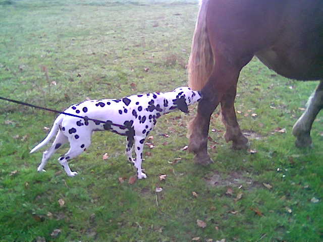 CODDY-dalmatien -3ans-en fa (dpt64) Coddy_12