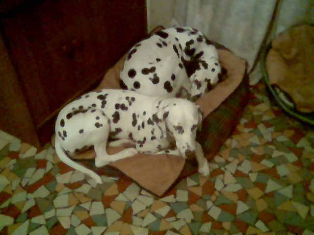 CODDY-dalmatien -3ans-en fa (dpt64) Coddya10