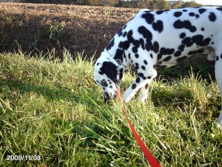 CODDY-dalmatien -3ans-en fa (dpt64) Photo_28