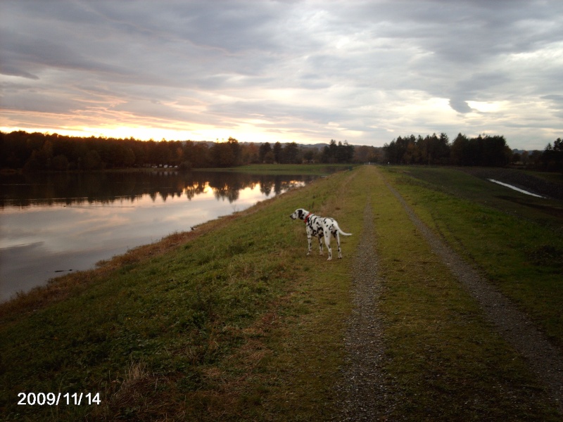 CODDY-dalmatien -3ans-en fa (dpt64) Photo_38