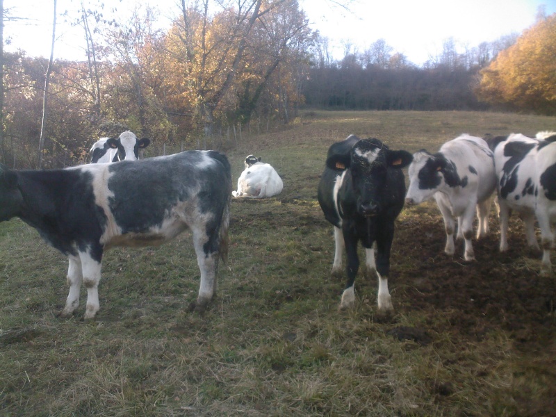 croisement BBB sur aubrac Sp_a0113