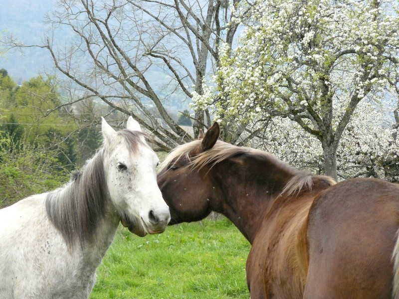 Concours photo, thème : L'Amour (un classique ? meuuuh nan!) GAGNANTE : zazote - Page 3 P1000910