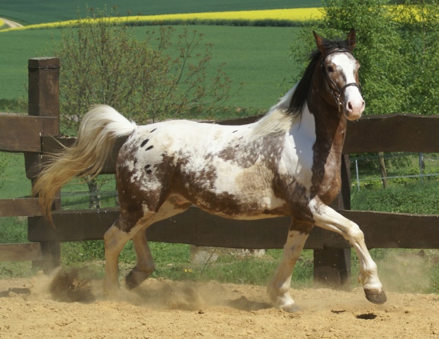 2 chevaux de mon club....(+ d'autres) Dsc00910