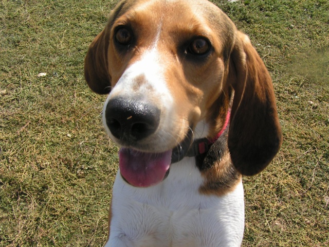 DROP, beagle mâle, 1 an (41) Pict0059