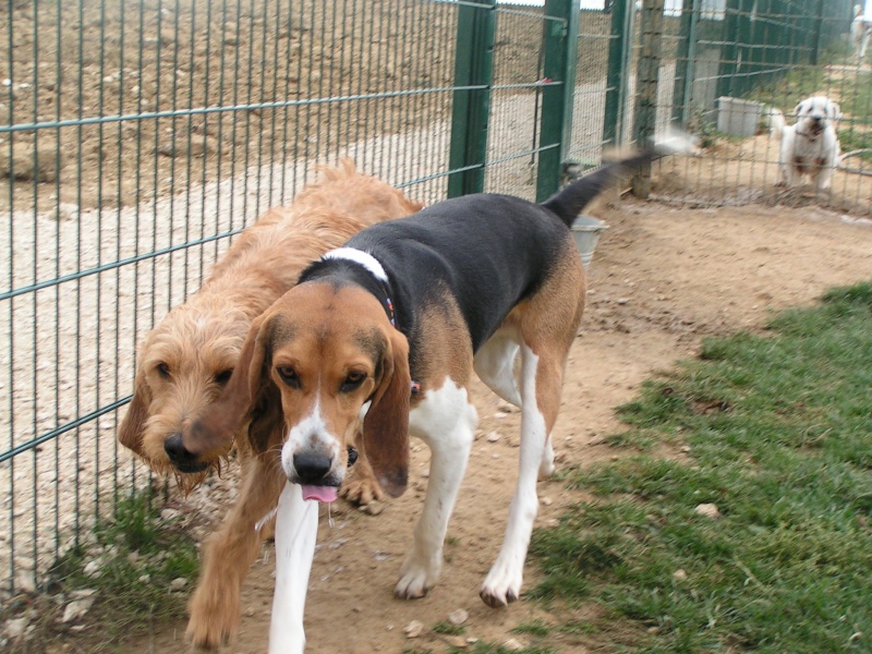 DROP, beagle mâle, 1 an (41) Pict0075