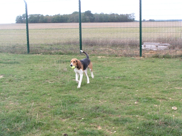 DROP, beagle mâle, 1 an (41) Pict0076