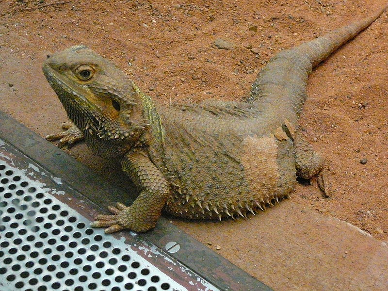 Agame Barbu : Pogona Vitticeps 800px-10