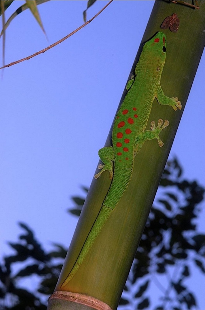 Gecko diurne géant de madagascar : PHELSUMA MADAGASCARIENSIS GRANDIS Mada-510