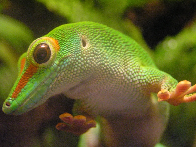 Gecko diurne géant de madagascar : PHELSUMA MADAGASCARIENSIS GRANDIS Phelsu10
