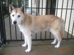 PB Husky at Denton Animal Shelter in danger of being PTS Tx79_110