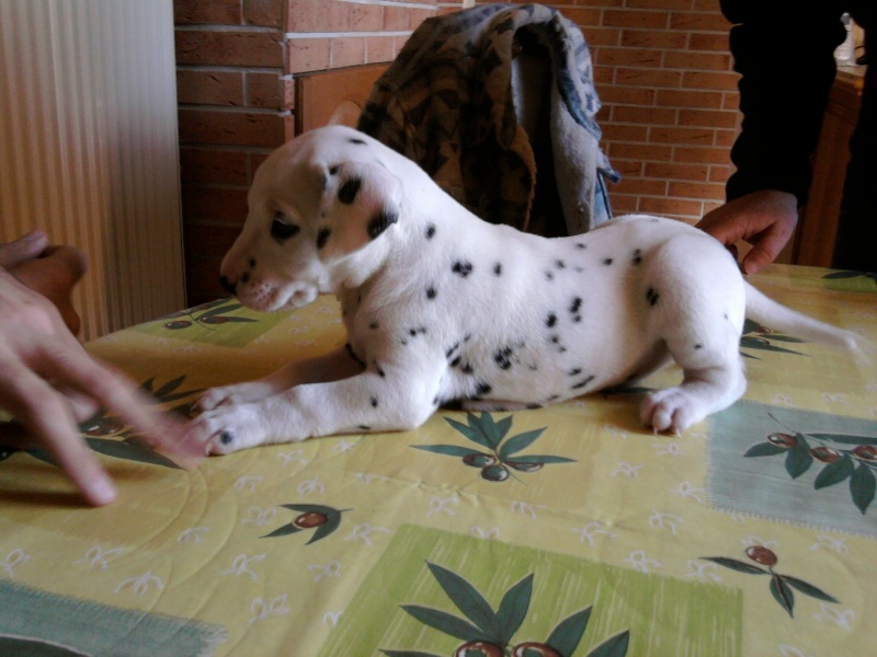 Eden le dalmatien! Photo012